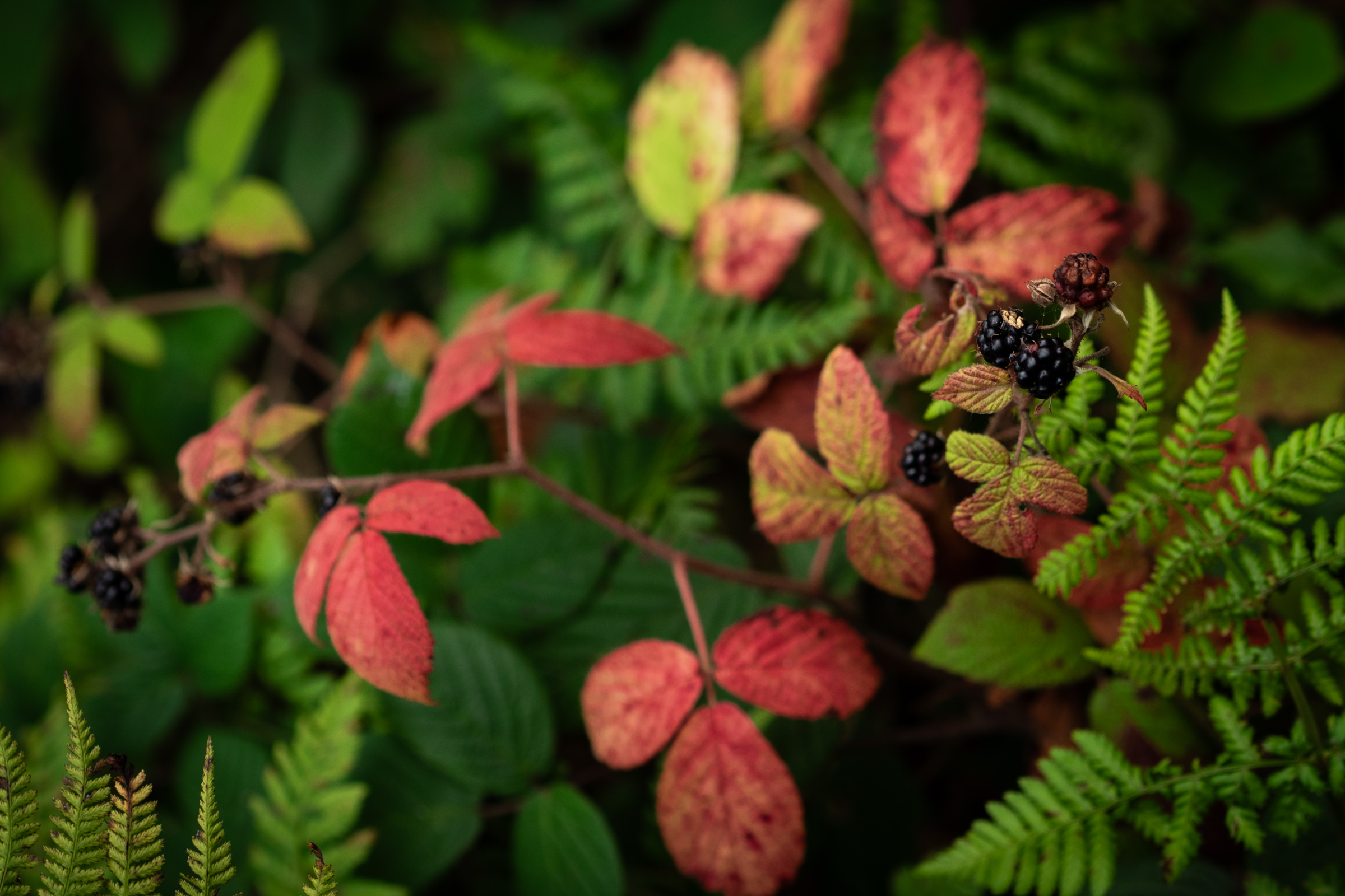 Fauna in Wald und Natur