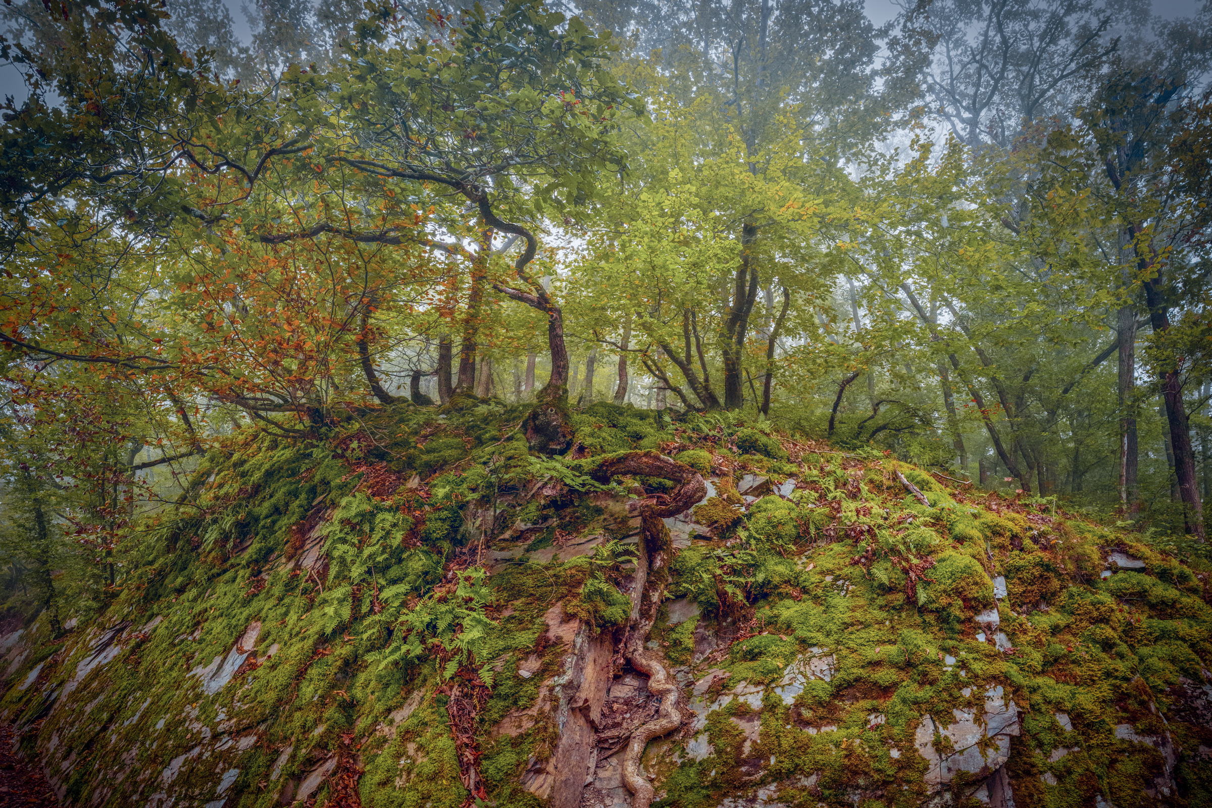 Wald im Morgendunst